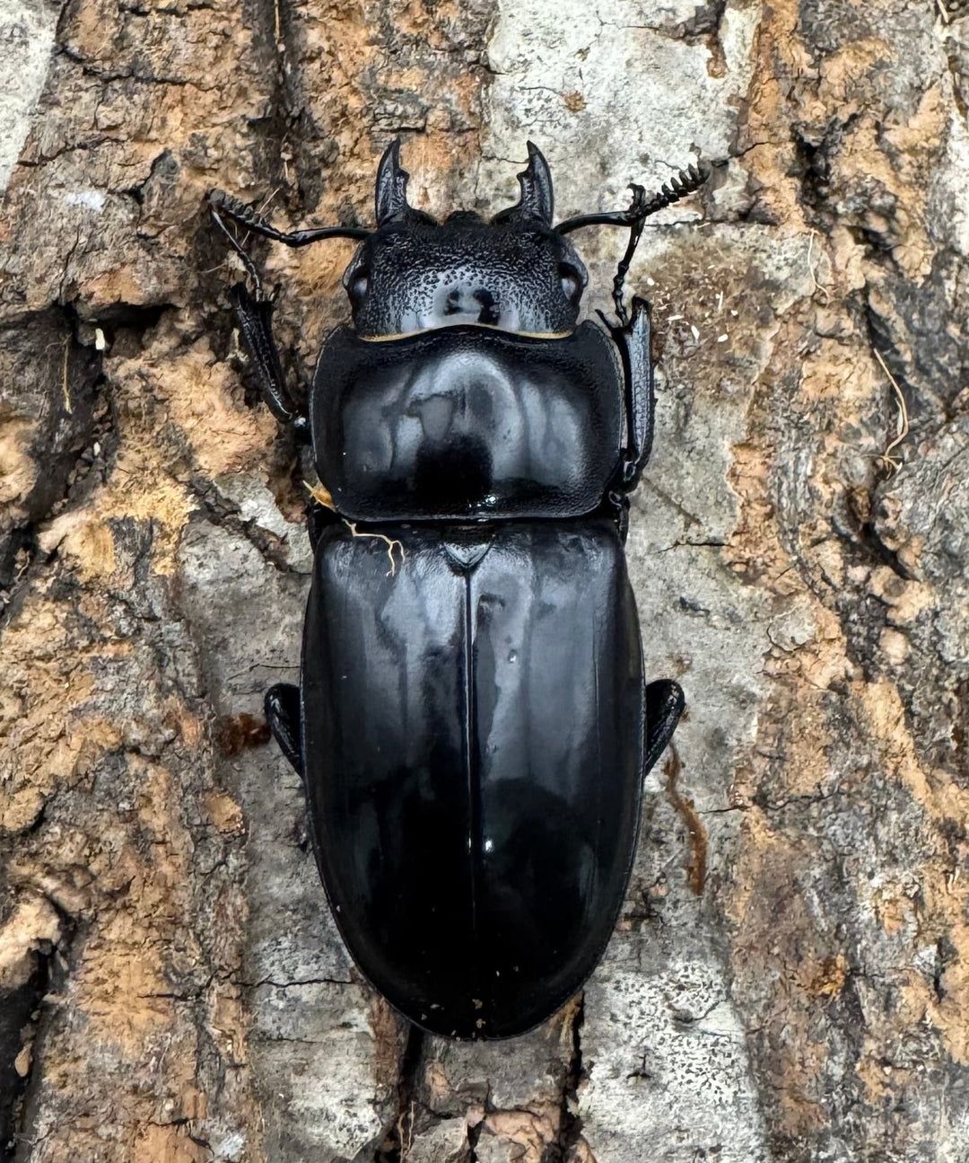 【WD】《マンディブラリスフタマタ 92mm A'品ペア》