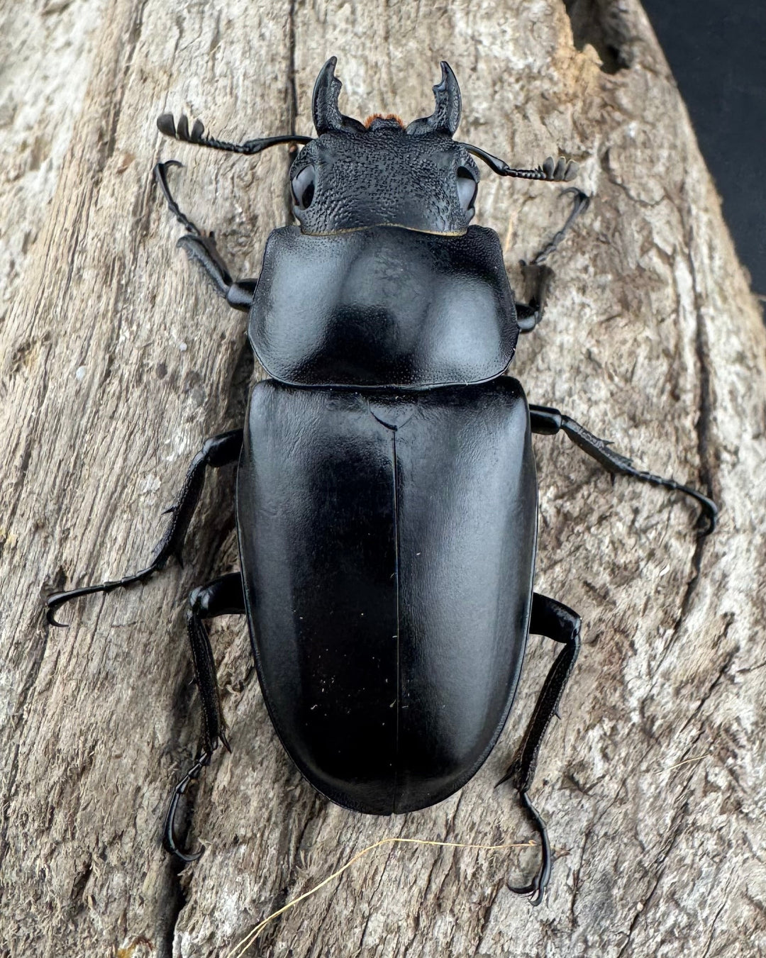 【WD】《 ギラファノコギリ亜種ケイスケ 98.5mm ペア》