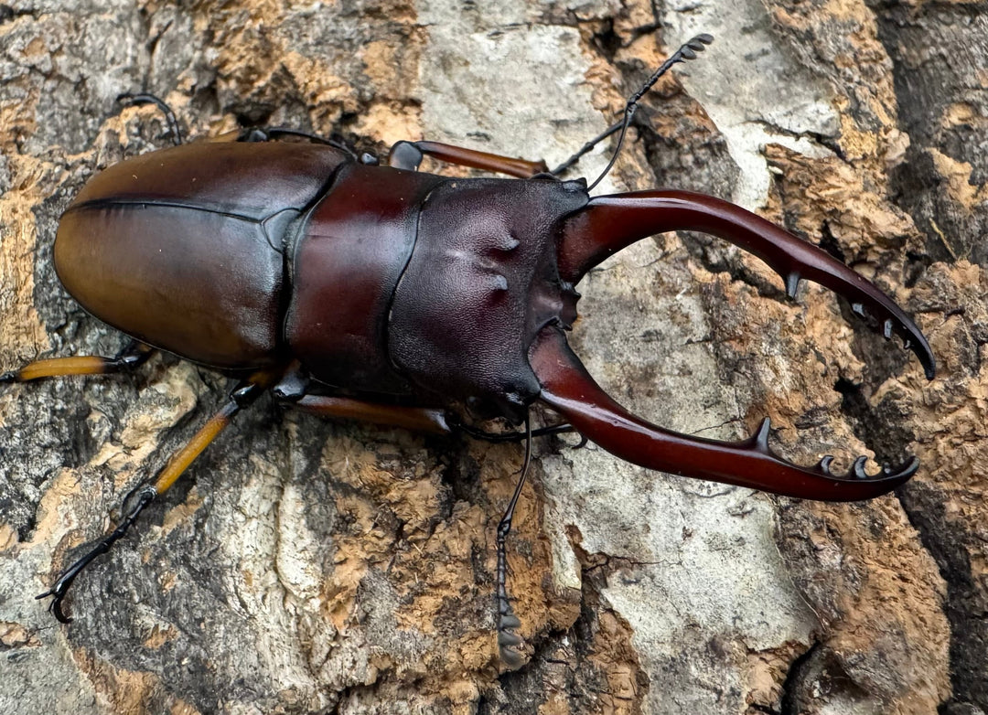 【WD】《アスタコイデスノコギリ ベンクール産 62.5mm ペア》