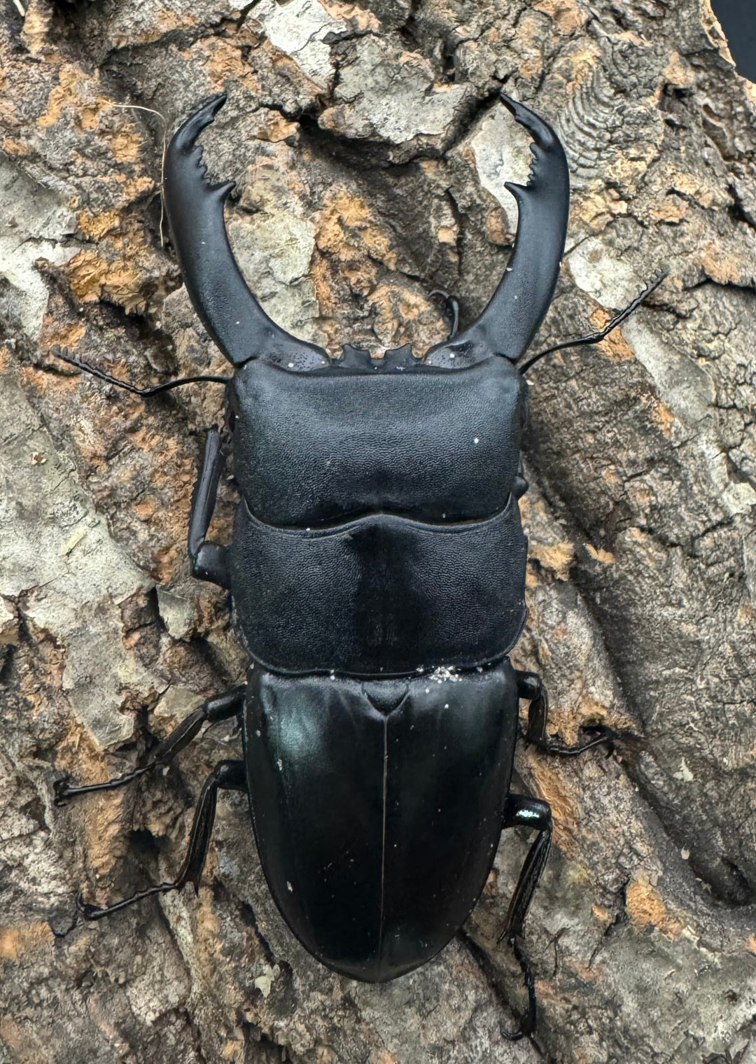 【WD】《南カマリネスヒラタ 92mm ♂単》