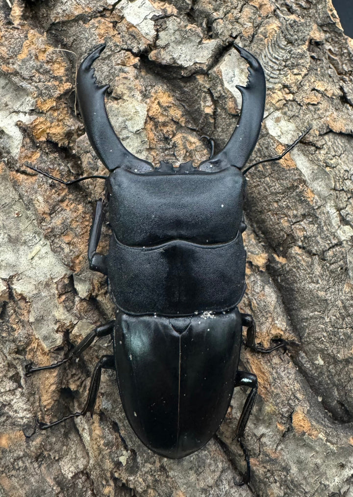 【WD】《南カマリネスヒラタ 92mm ♂単》