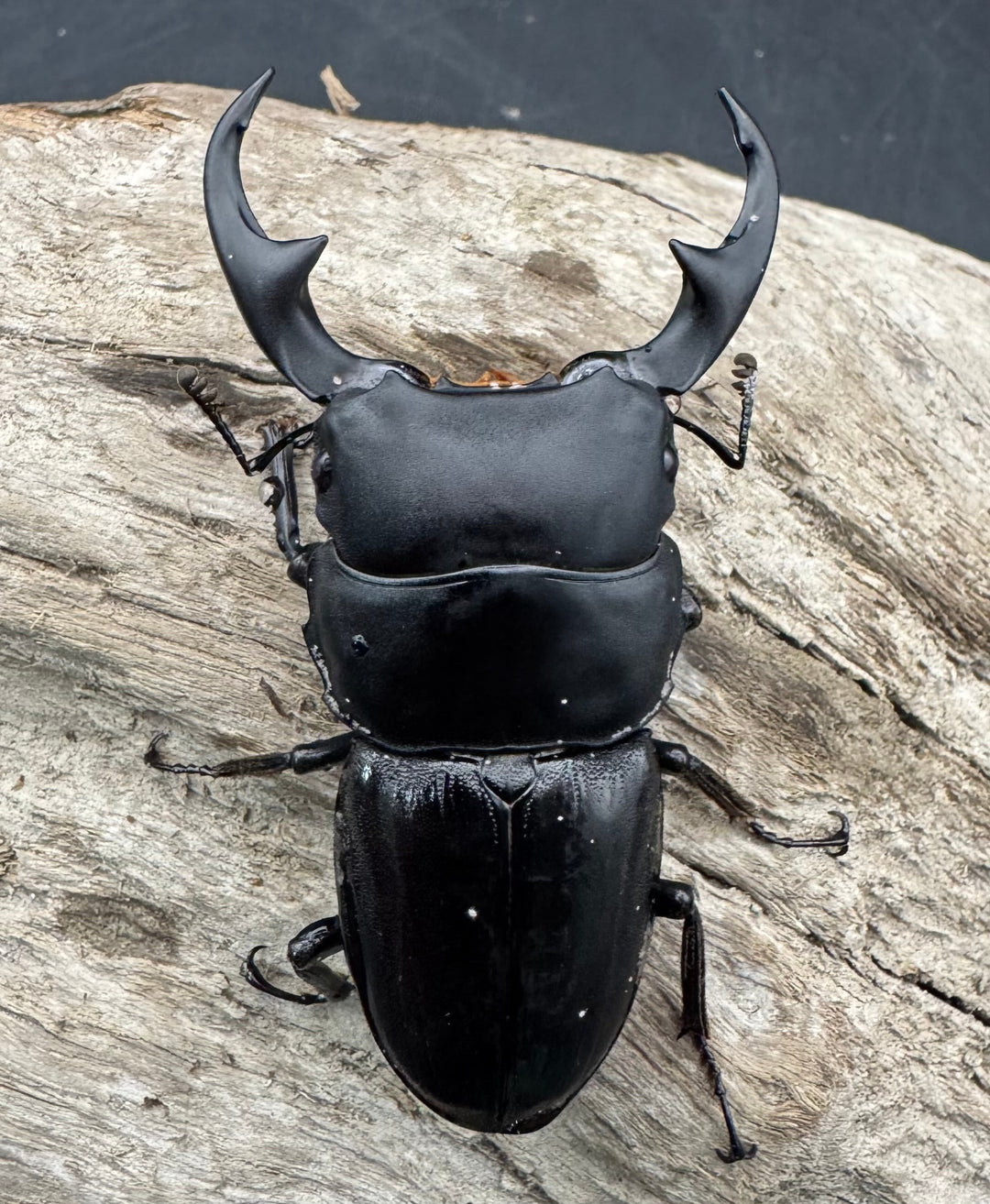 【WD】《パリーオオクワ パロロ パル産 64mm ペア》