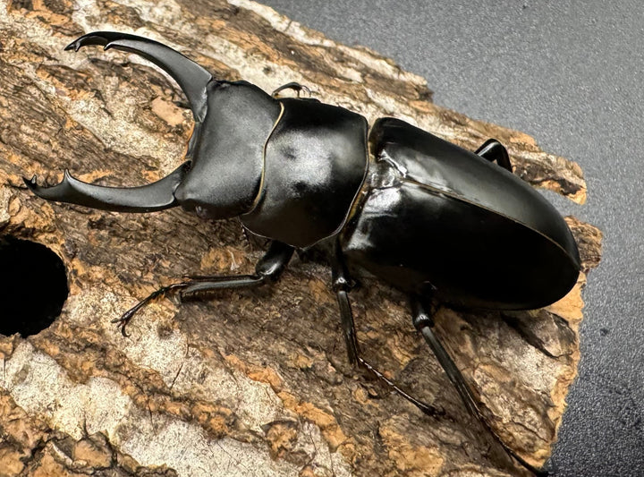 【WD】《ブラナウンコクワ 貢山産 59mm ♂♀♀トリオ》