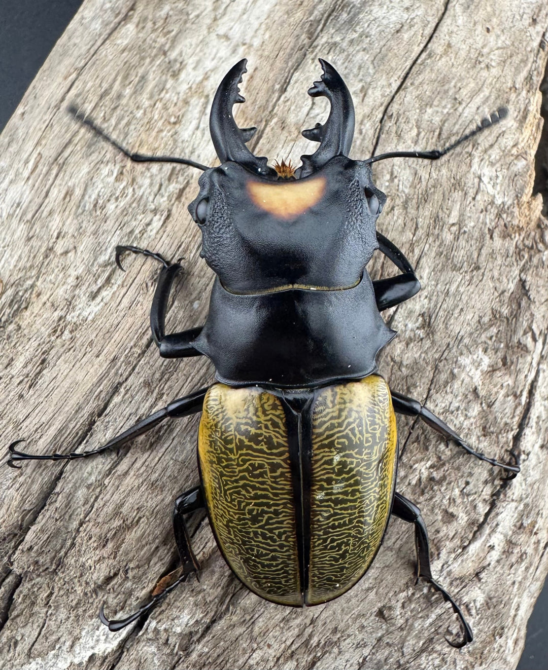 【WD】《スペクタビリスツヤクワガタ 61.5mm ペア》