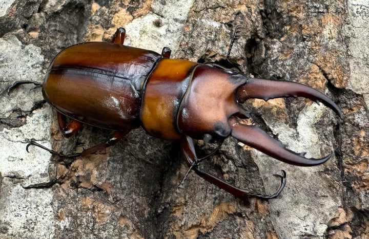 《トカラノコギリクワガタ ホワイトアイ 42mm ペア