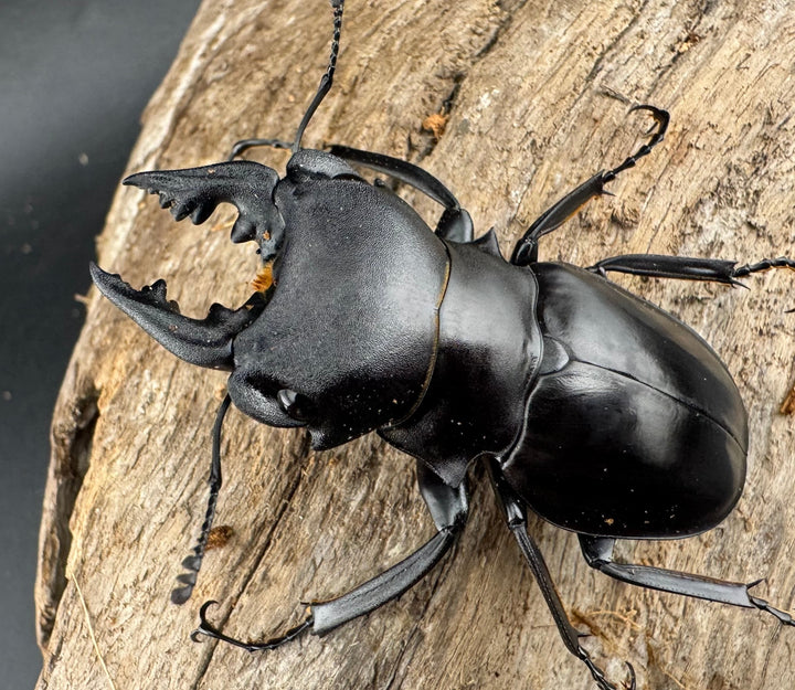 【WD】《カメラツヤクワガタ ラゴノイ産 55.5mm ペア》