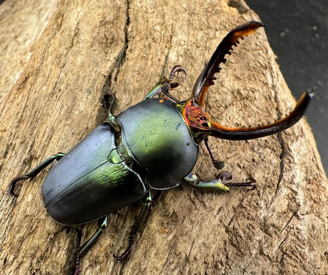 《パプアキンイロクワガタ 39mm ペア》