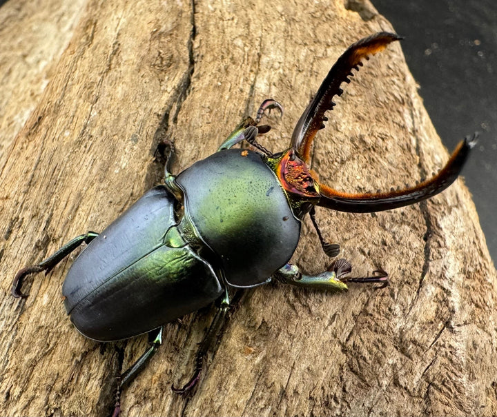 《パプアキンイロクワガタ 39mm ペア》