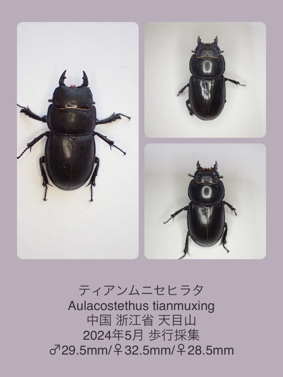 【WD】新産地《ティアンムニセヒタラ 龍王山 30.5mm ペア》