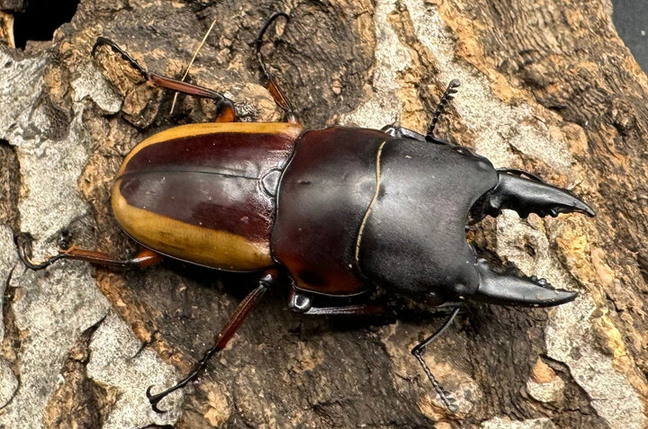 【WD】《ラテラリスノコギリ亜種アダチ 43mm ペア》