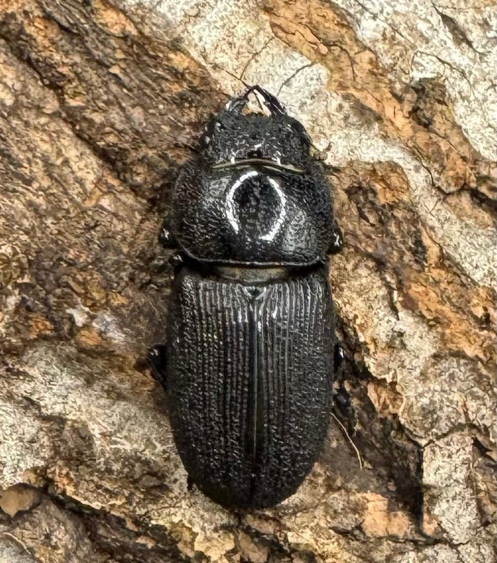 【WD】《ドルクス リンビン 40mm ♂♀♀トリオ》