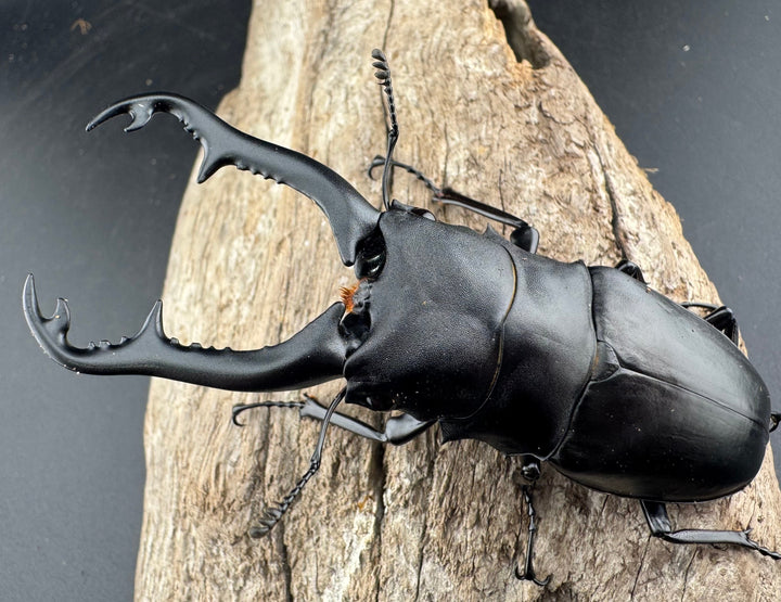 【WD】《 ギラファノコギリ亜種ボロブドゥール 91.5mm ペア》