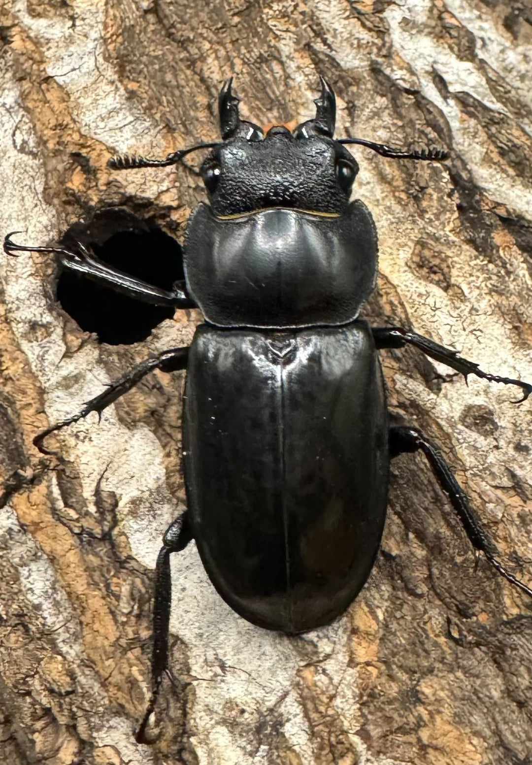 【WD】《マンディブラリスフタマタ 98mm ペア》