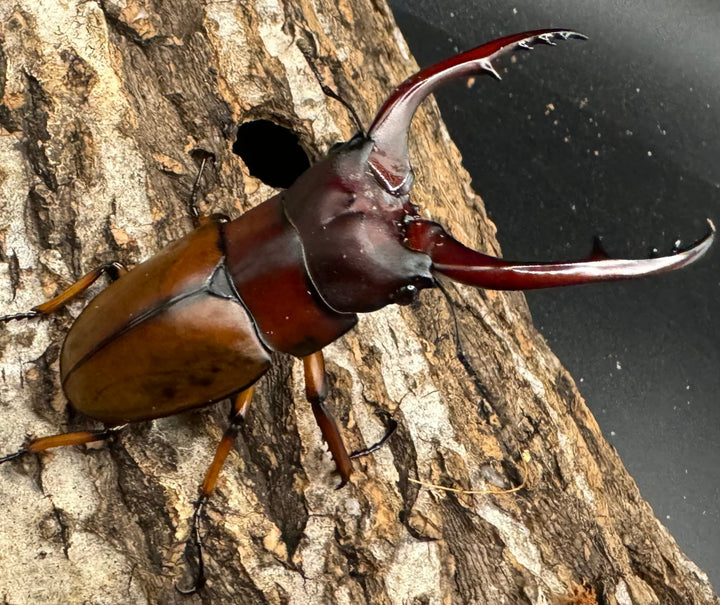 【WD】《アスタコイデスノコギリ 西ジャワ産 65mm ペア》