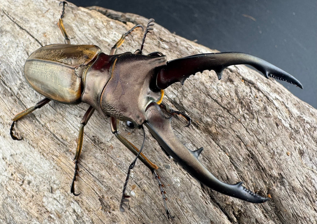 【WD】《モンタネルスホソアカクワガタ A’品ペア》