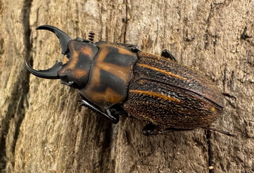 《ソウラニセネブト 16mm ♂♀♀トリオ》