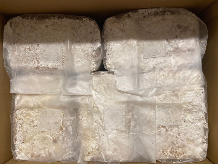 北海道産ブナ100%オオヒラタケ菌糸ブロック 4000cc