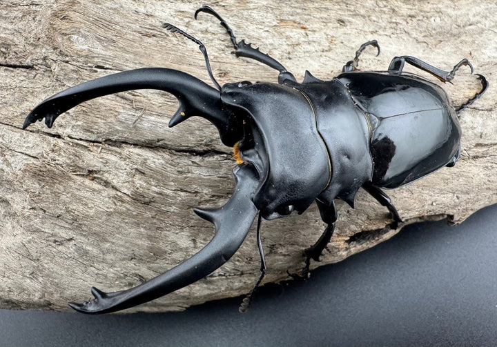 【WD】《インターメディアツヤクワガタ パラワン産 97mm ペア》