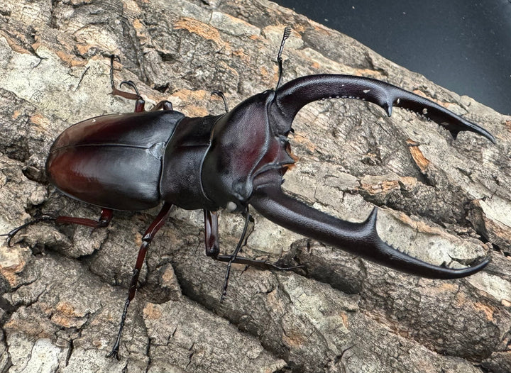 《マンディブラリスフタマタ原名亜種 サバ産 ホワイトアイ 93mm ペア》