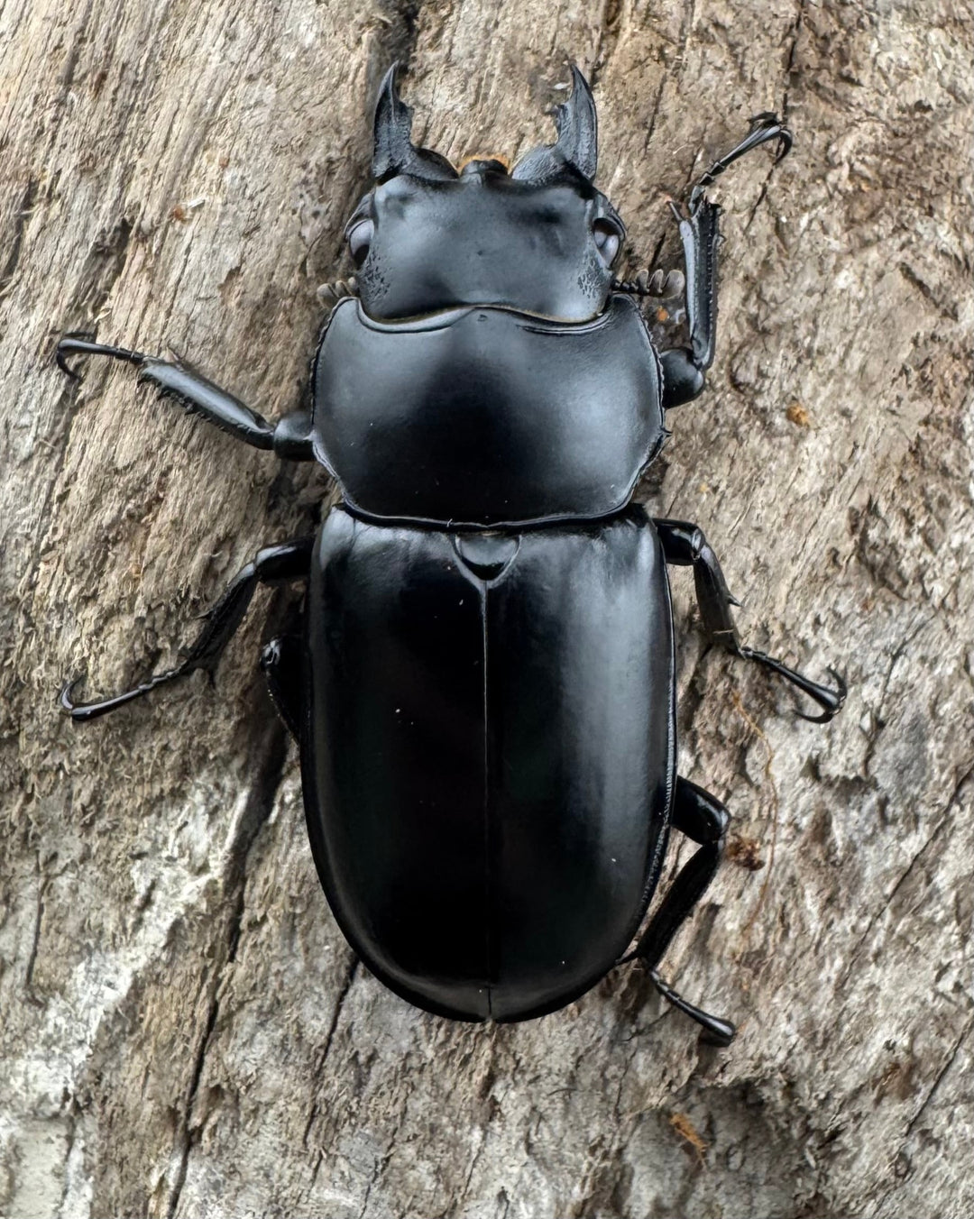 【WD】《ウエストウッディ亜種カズミアエ 雲南省産 71mm A’品ペア》