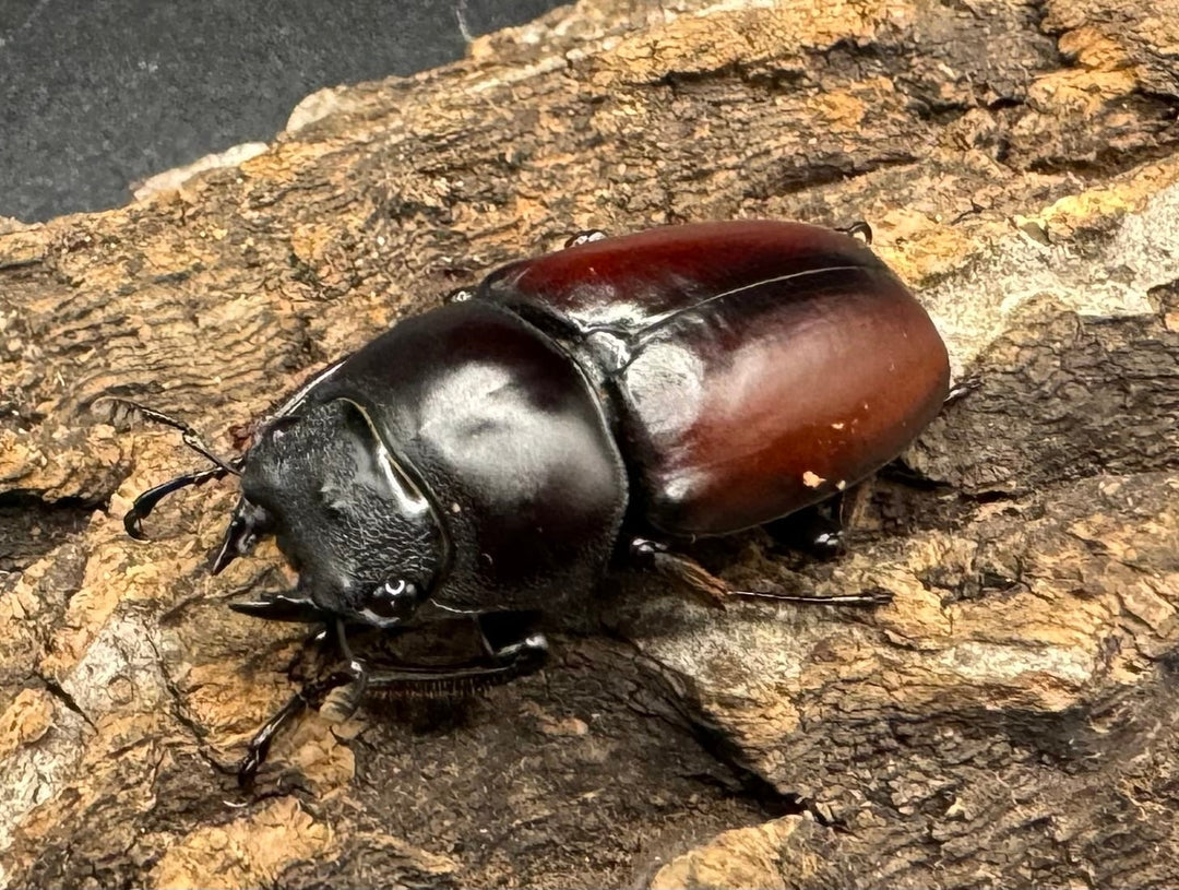 【WD】《チベット産 ドンキエルコクワ原名亜種 51mm ペア》