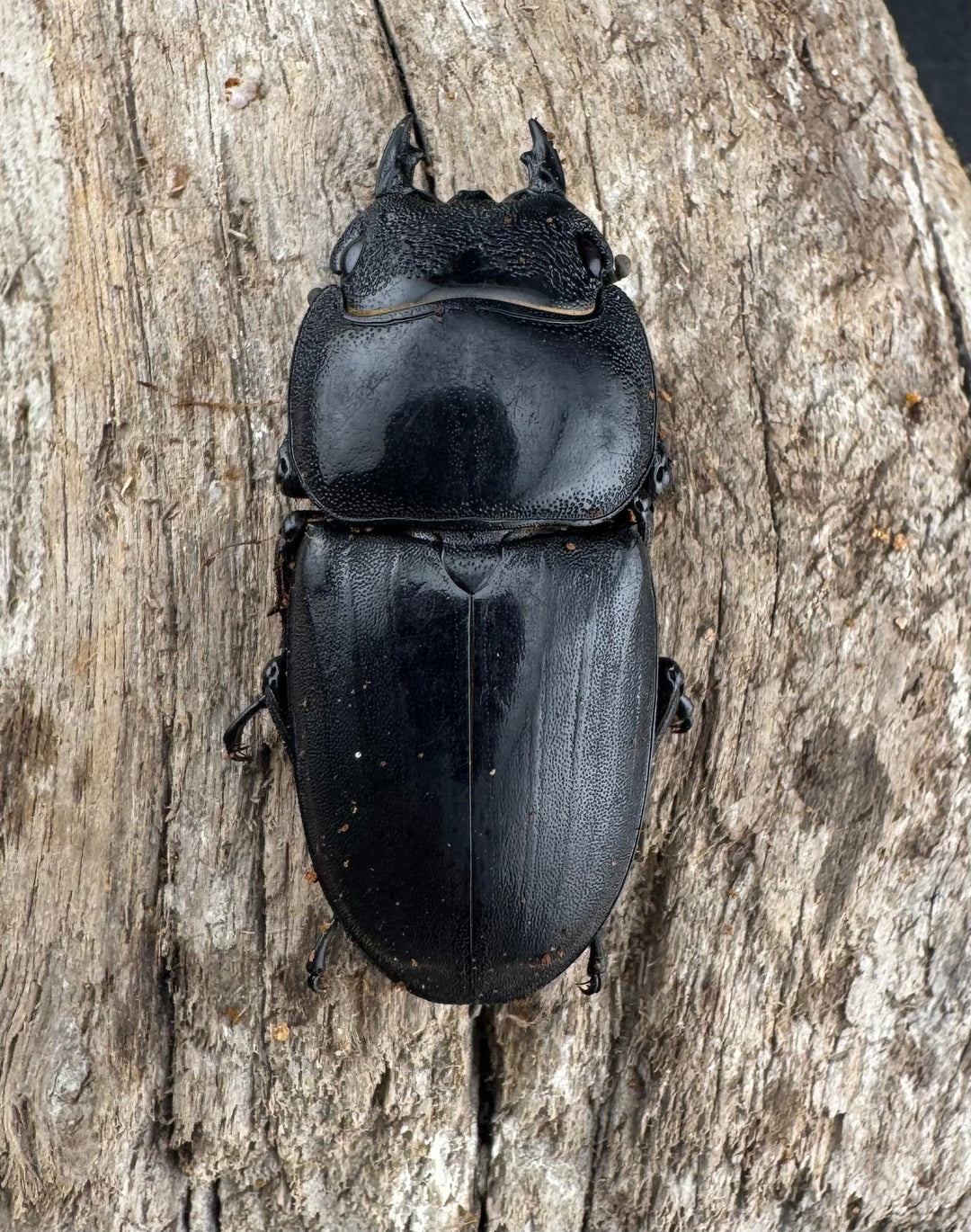 【WD】《ミンダナオヒラタ マラグサン産 93mm ペア》