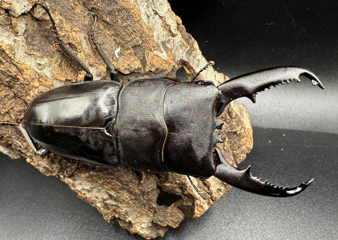 【WD】大型《ミンダナオヒラタ 91.5mmUP ペア》