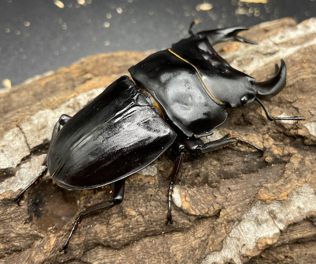 《ホペイオオクワガタ SL血統 73mm ペア》