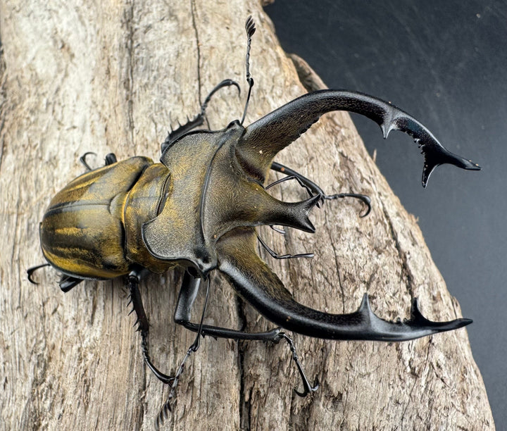 【WD】《フルキフェルミヤマ 75.5mm ペア》