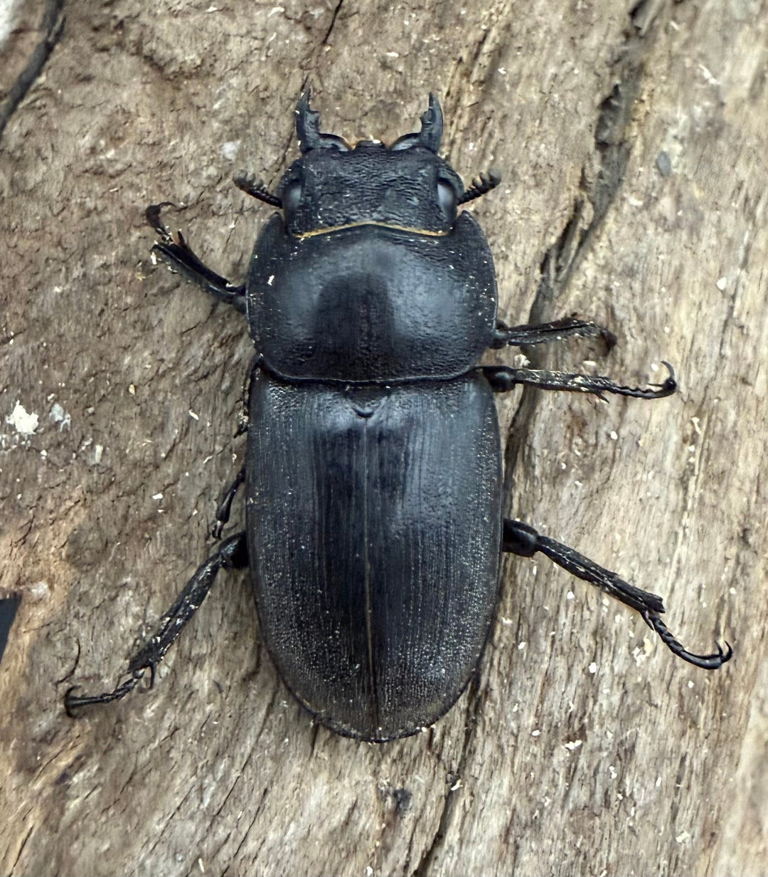 【WD】《タウルスヒラタ ボルネオ亜種 63mm ペア》