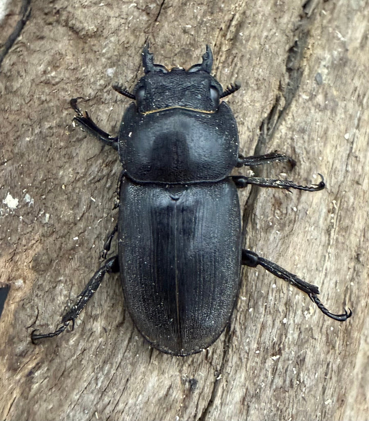 【WD】《タウルスヒラタ ボルネオ亜種 63mm ペア》