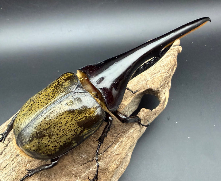 《ヘラクレス・ヘラクレス 153.5mm ペア》