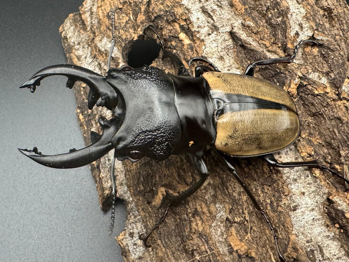 【WD】《ルデキンツヤクワガタ 77mm ペア》