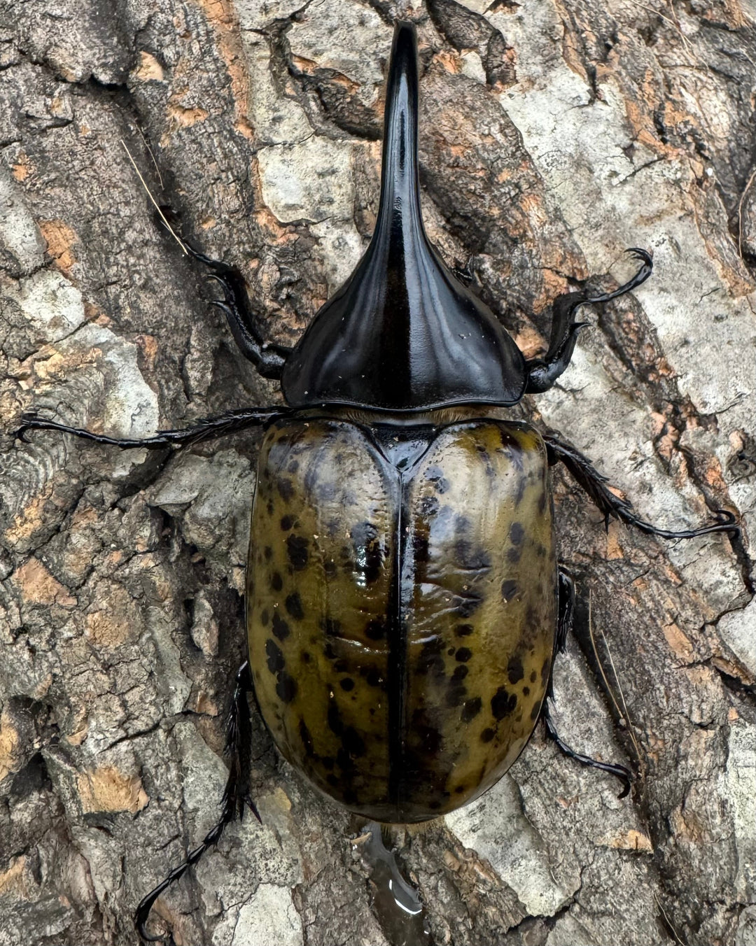 【WF2】《モロンオオカブト 85mm ペア》