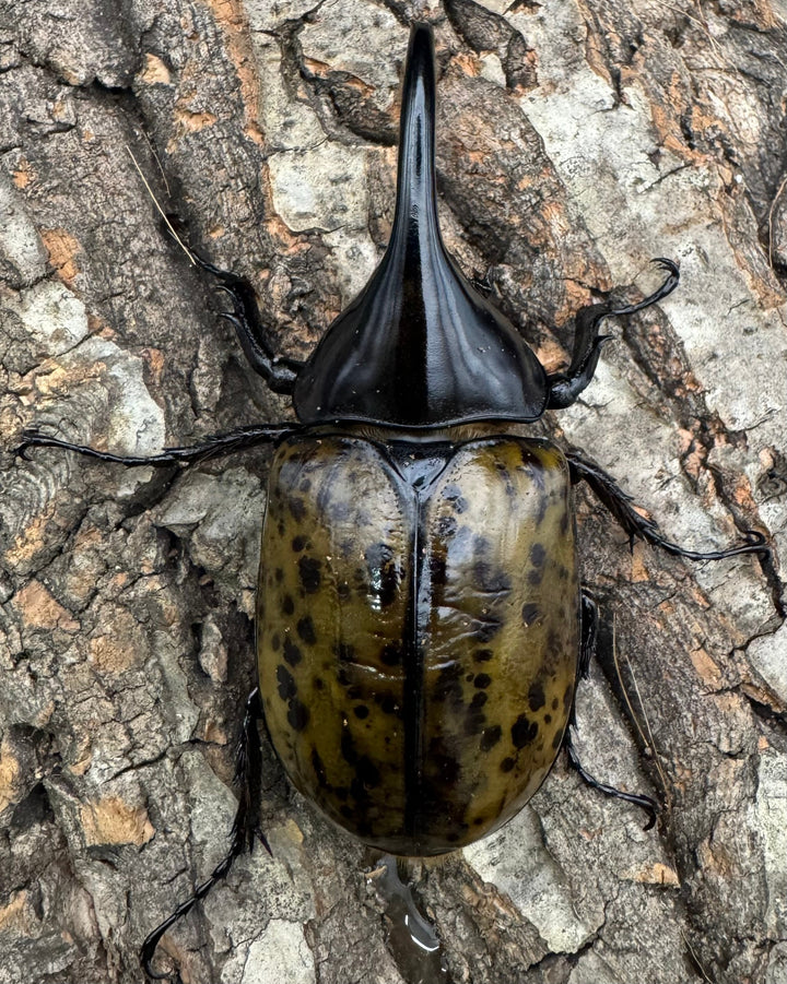 【WF2】《モロンオオカブト 85mm ペア》