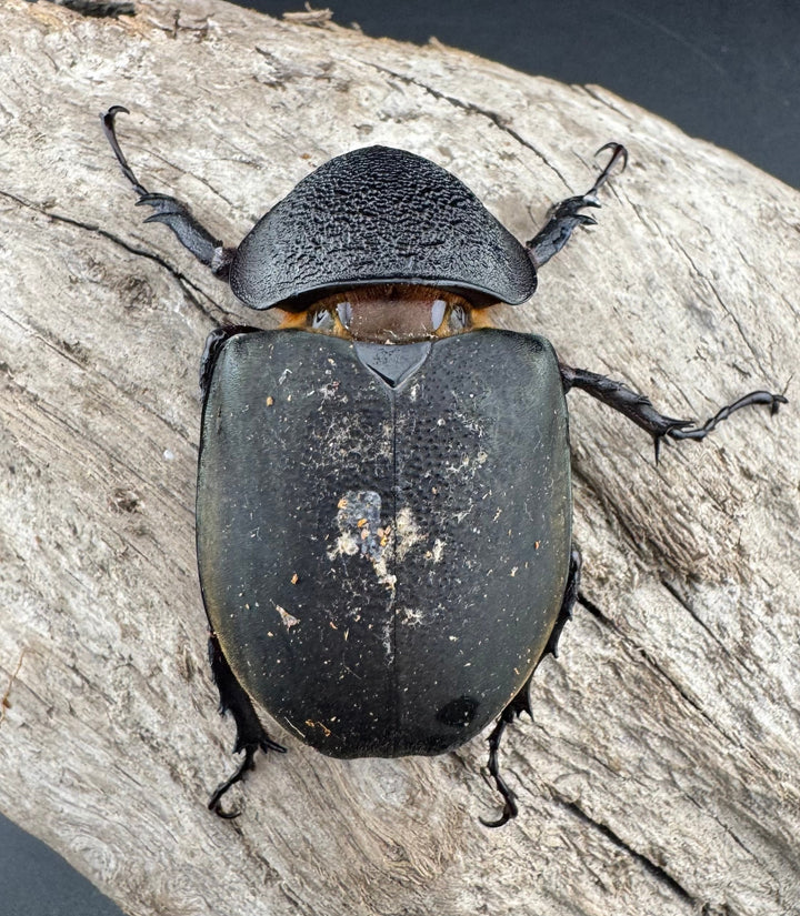 【WD】《ミンダナオアトラスオオカブト キダパワン産 89mm ペア》