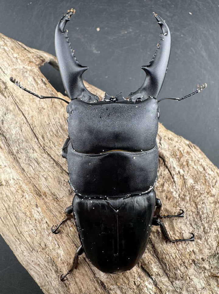 【WD】《ミンダナオヒラタ マラグサン産 90mm ペア》