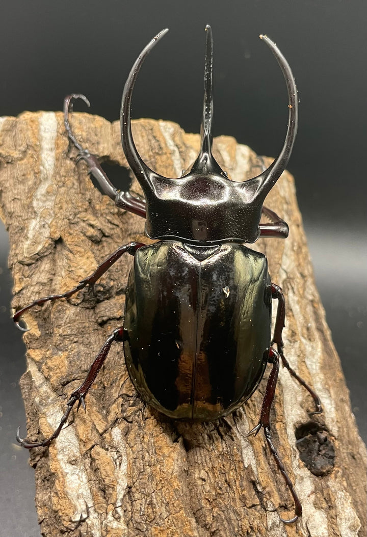 【WD】《イフガオアトラス 80mmUP ペア》