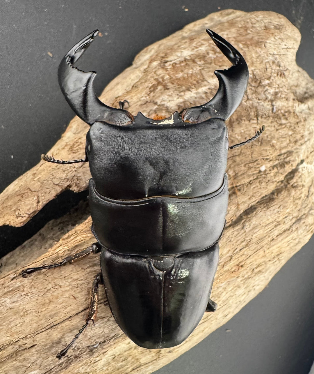 【WF4】《ダイオウヒラタ 東ジャワ産 80mm ペア》