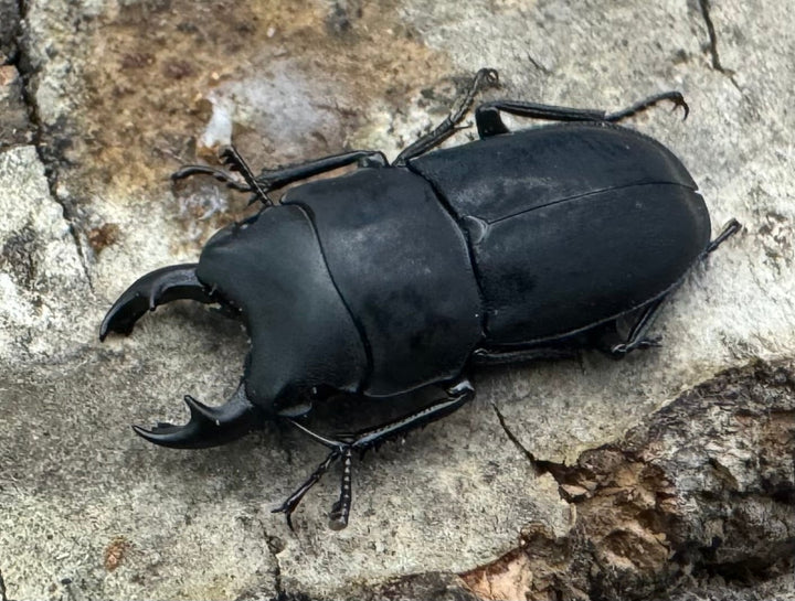 【WF2】《メタドルクス ロトゥンダトゥス ♂単》