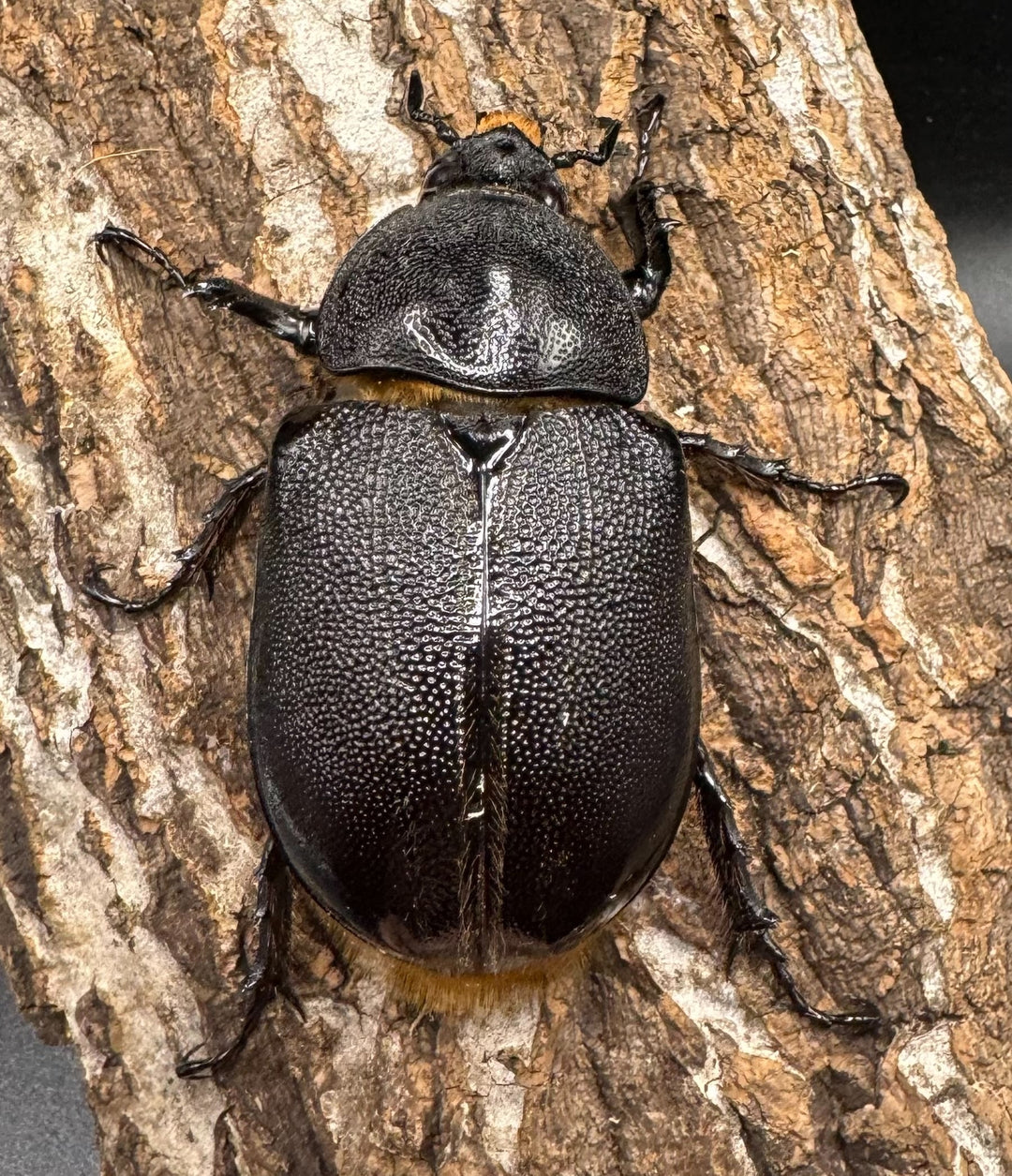 即ブリ《ネプチューンオオカブト 118mm ペア》inohiro109氏ブリード個体
