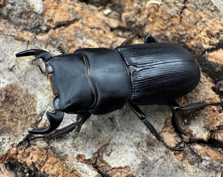 【WD】《ドルクス zhouchaoi（メンシウス ssp.） 28mm ペア》