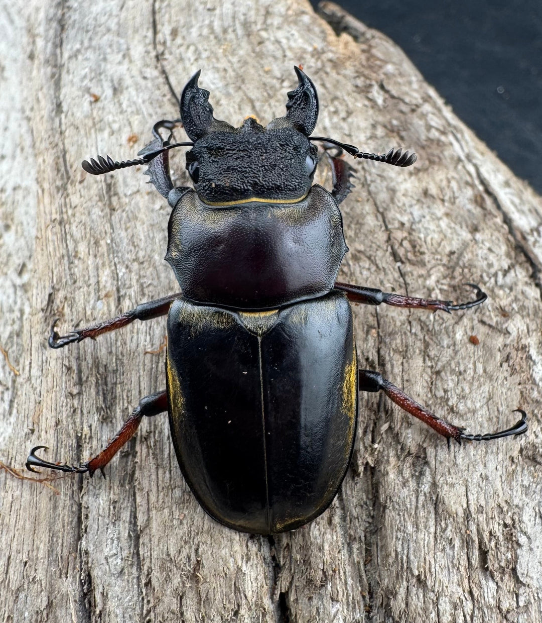 【WD】《セリケウスミヤマ原名亜種 61.5mm ペア》