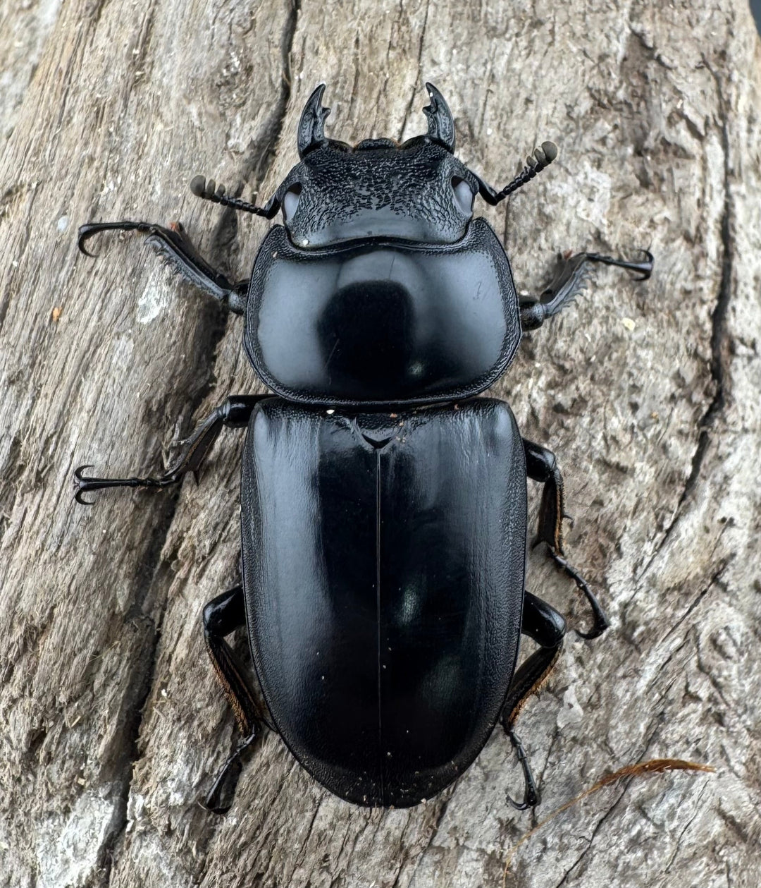 【WD】《アンタエウスオオクワ亜種miyashitai 74mm ペア》