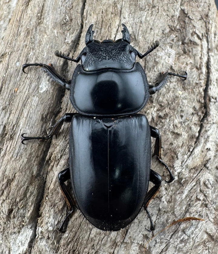 【WD】《アンタエウスオオクワ亜種miyashitai 74mm ペア》