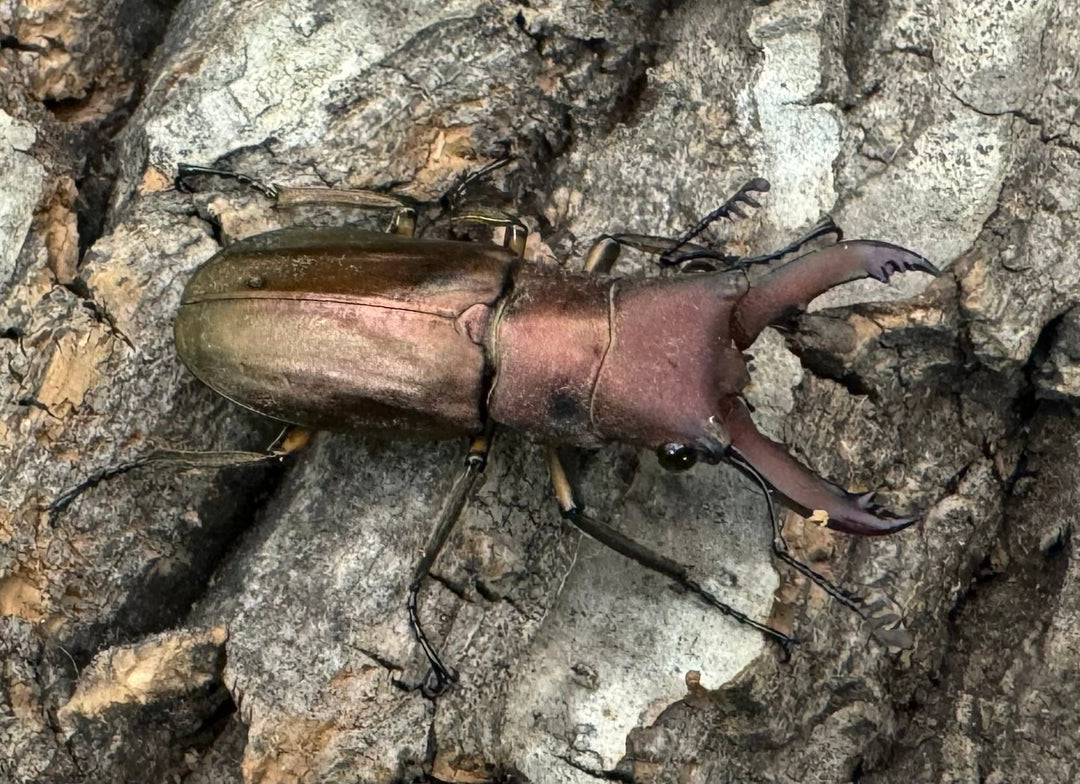 【WD】《クプレオニテンスホソアカクワガタ 34mm ペア》