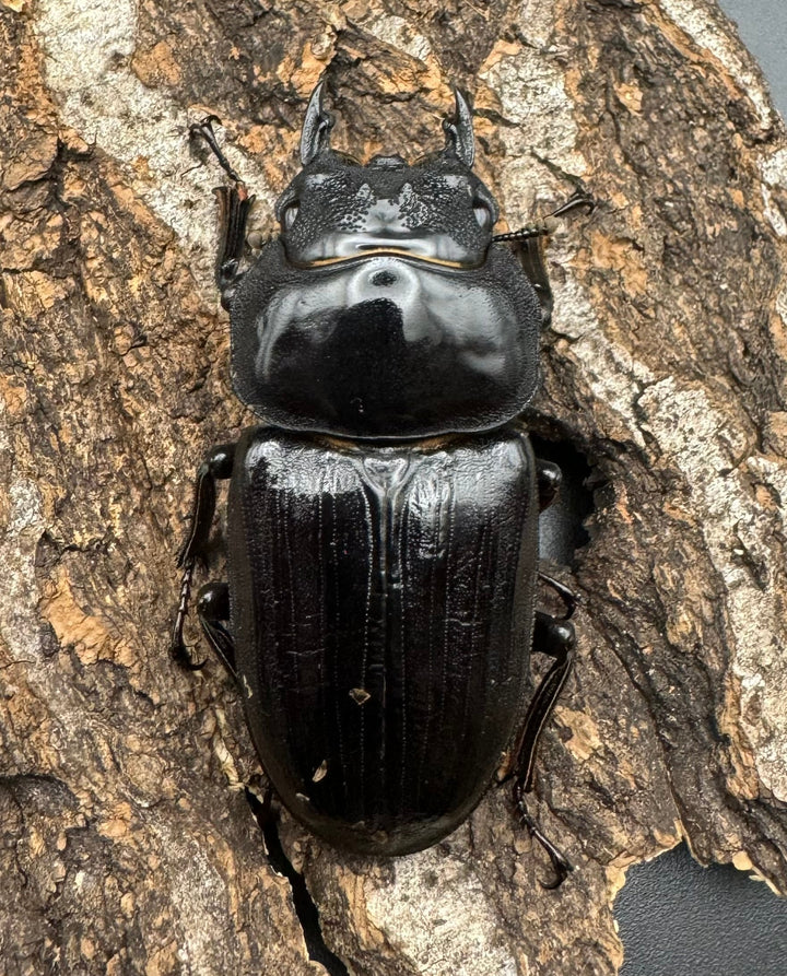 《オオクワガタ TT川西血統 55mm ♀単》ヒート氏ブリード個体