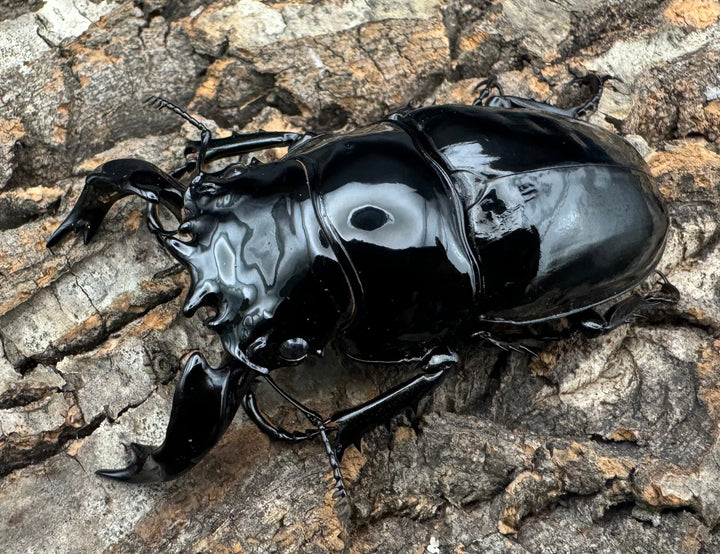 《タランドゥスオオツヤクワガタ 78mm ペア》