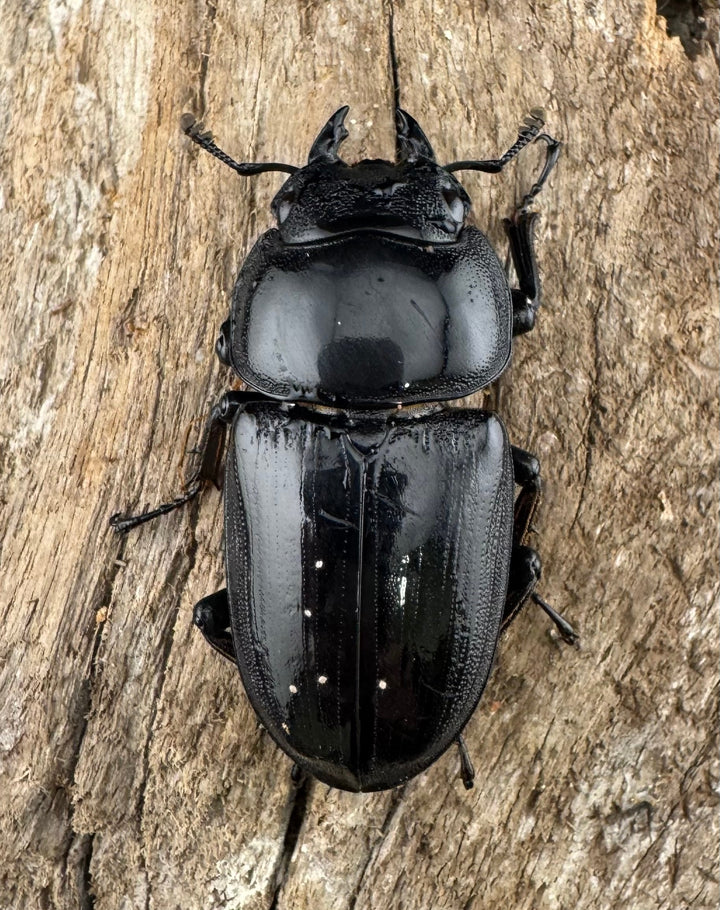 【WD】《グランディスオオクワ原名亜種 70mm ペア》