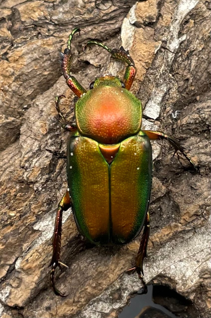 【WD】美麗種《ロドリゲスヒメカブトハナムグリ 32mm ペア》